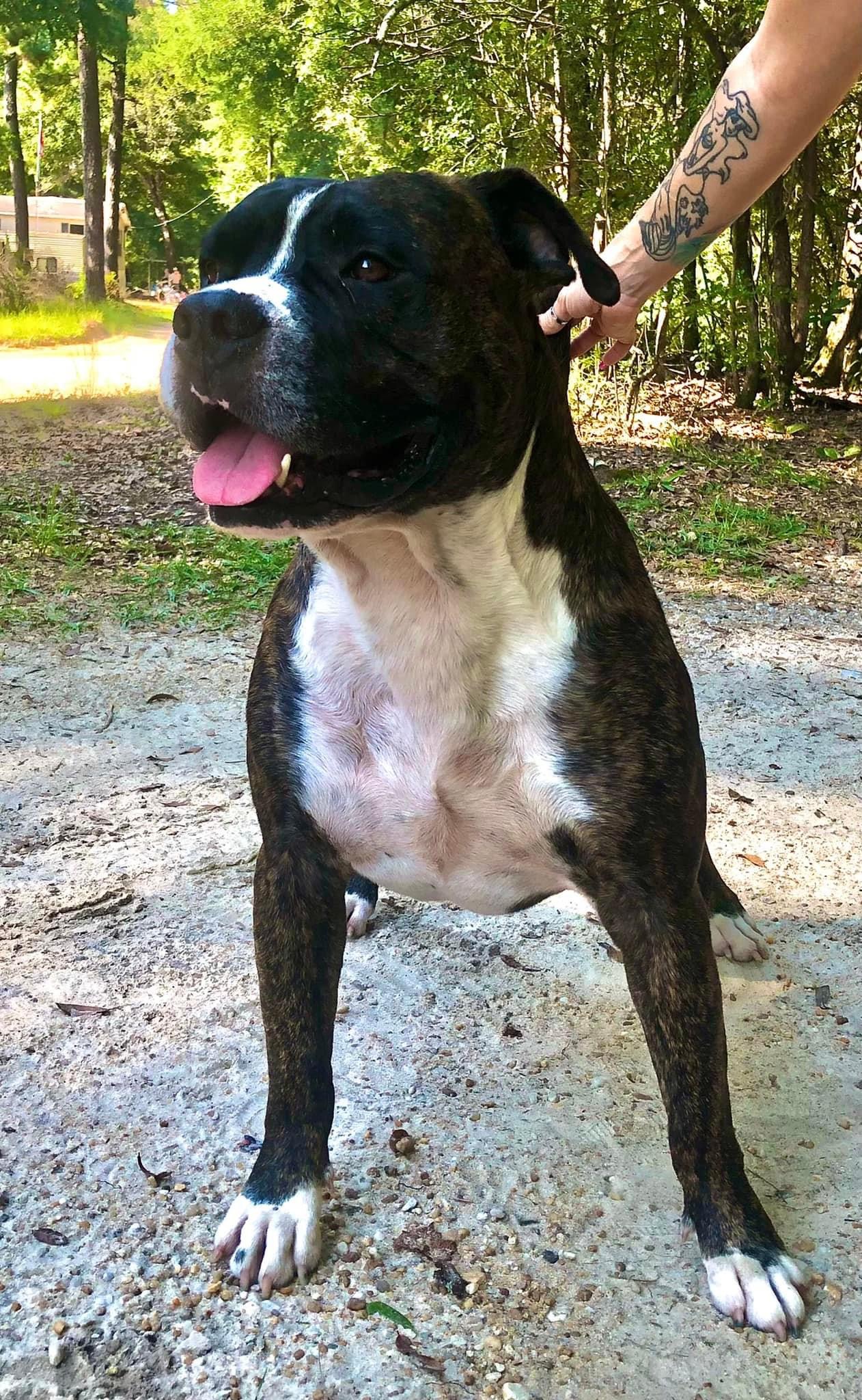 Dog Featured Image