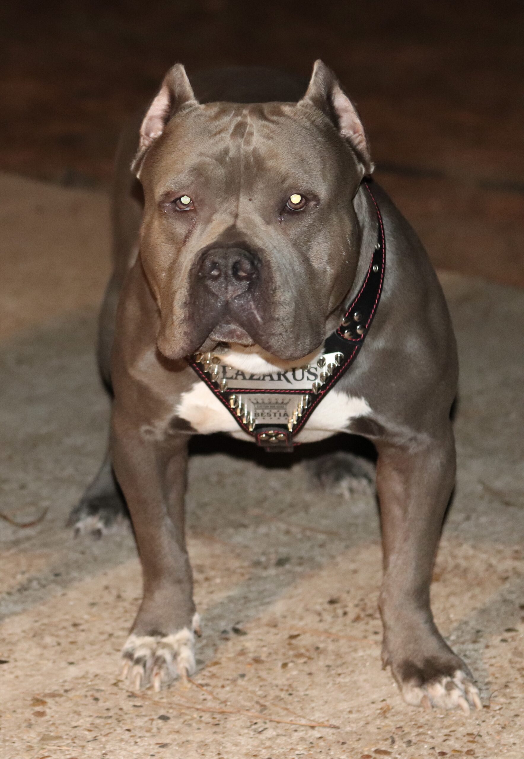Dog Featured Image