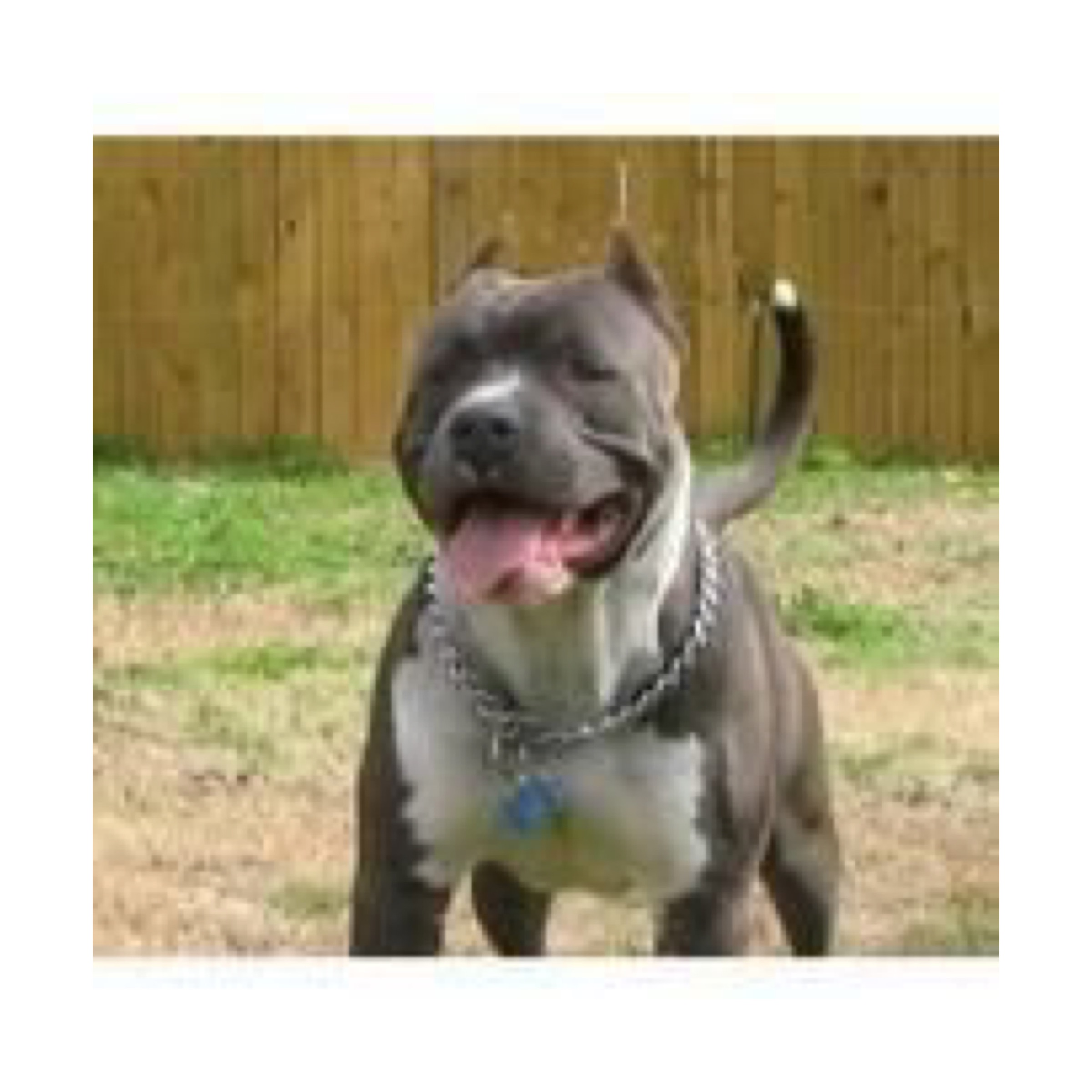 Dog Featured Image
