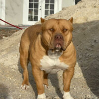 Dog Featured Image