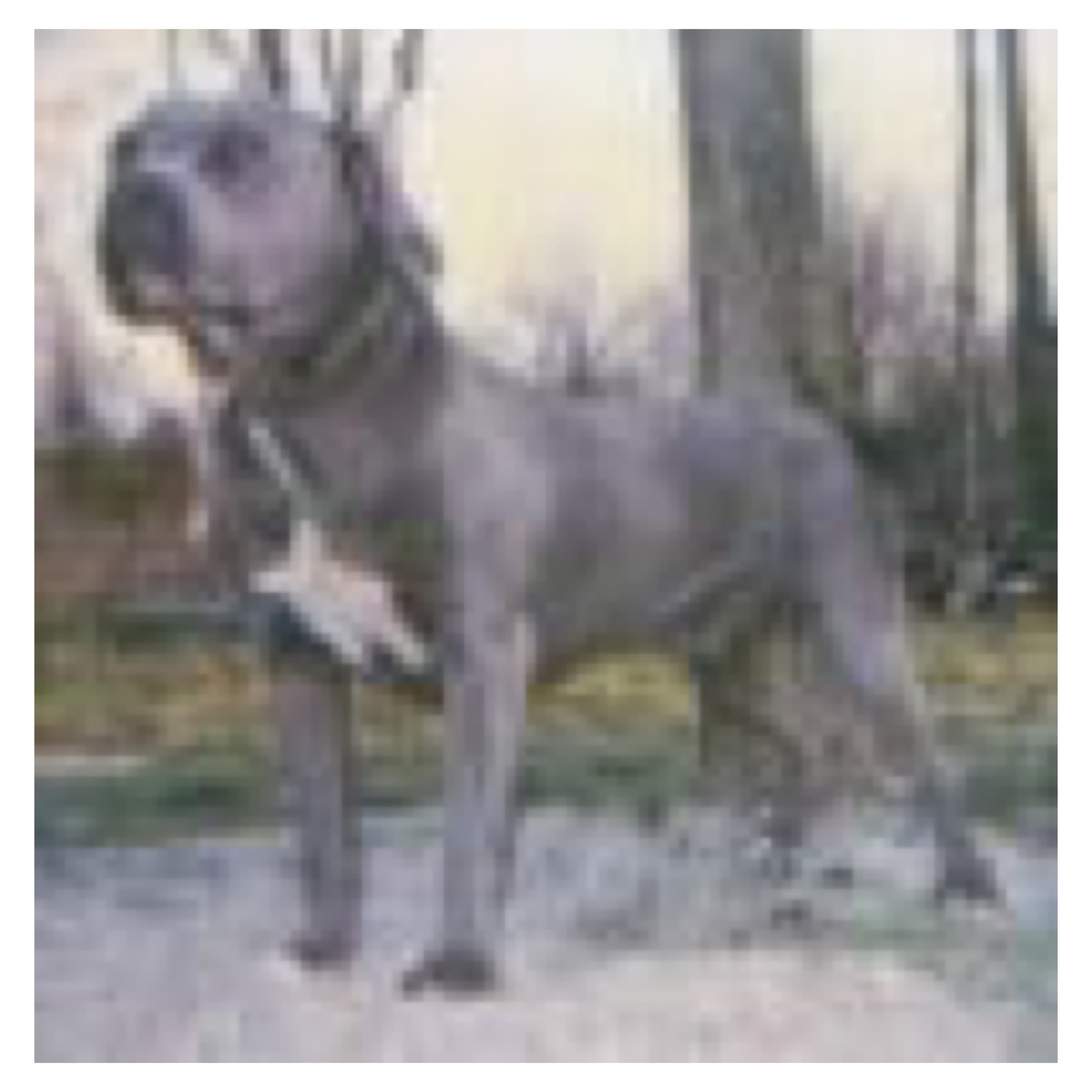 Dog Featured Image