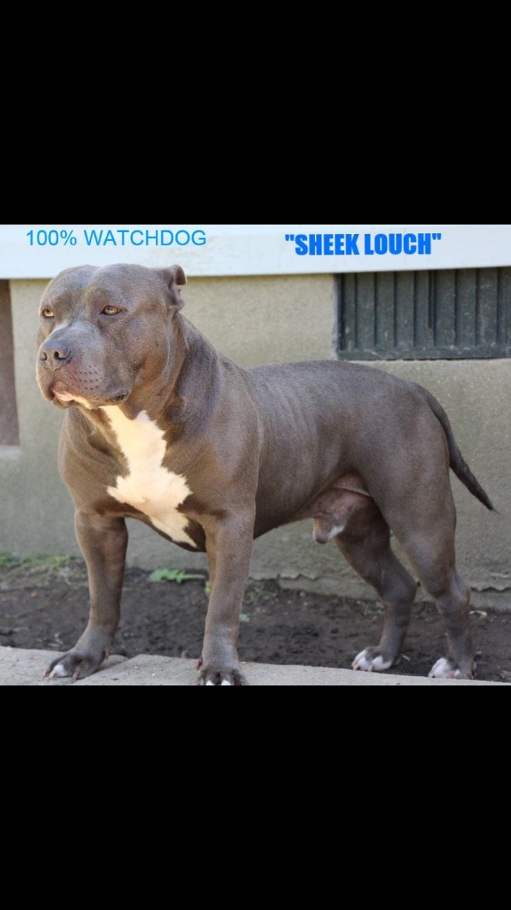 Dog Featured Image