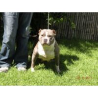 Dog Featured Image