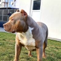 Dog Featured Image