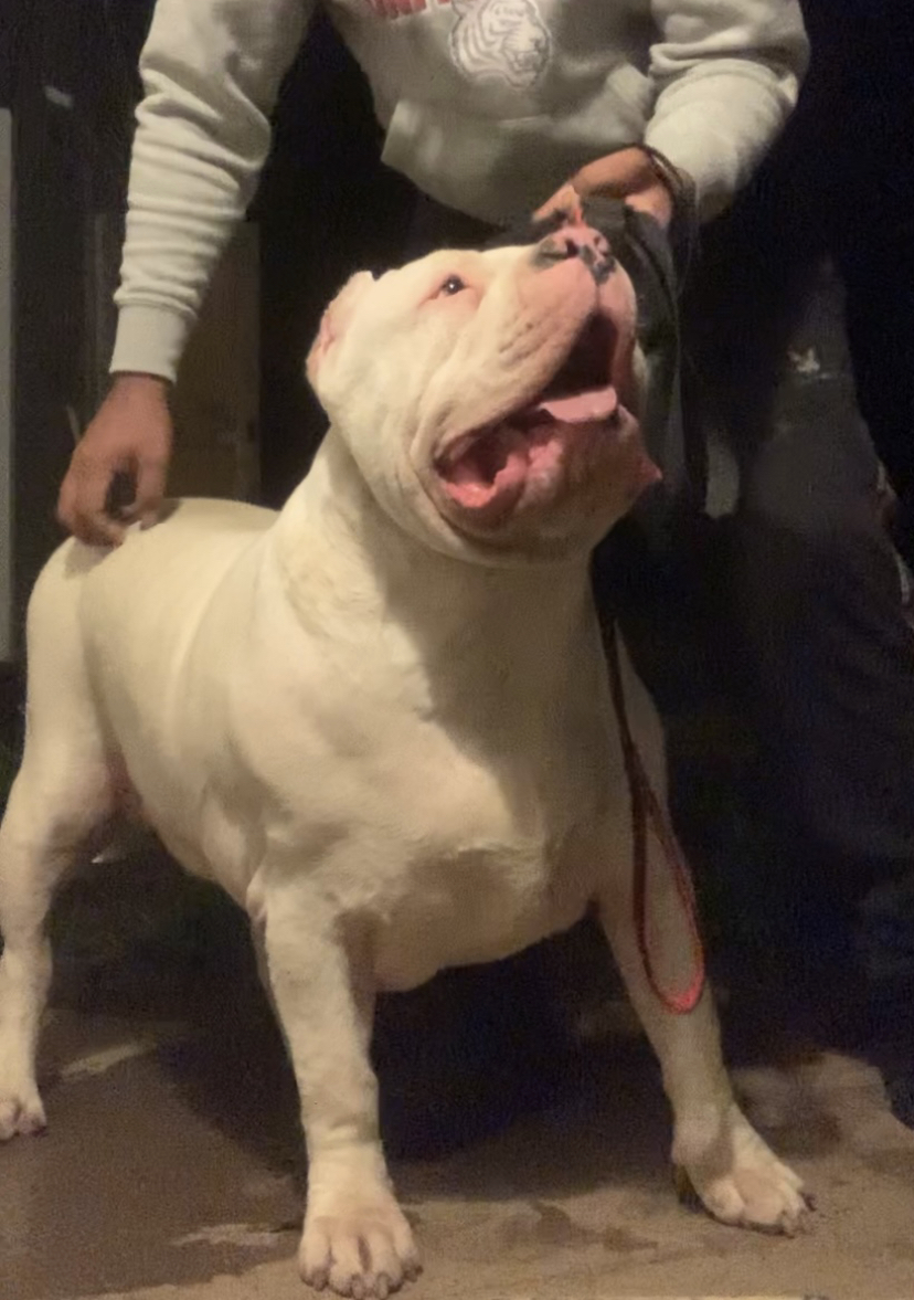 Dog Featured Image