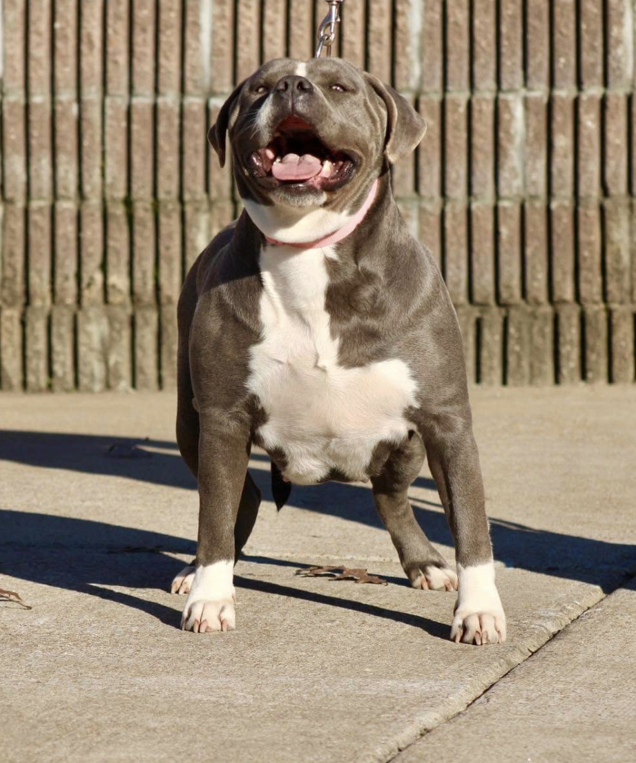 Dog Featured Image