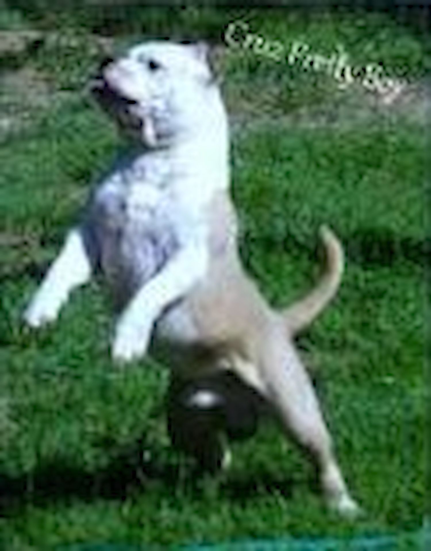 Dog Featured Image