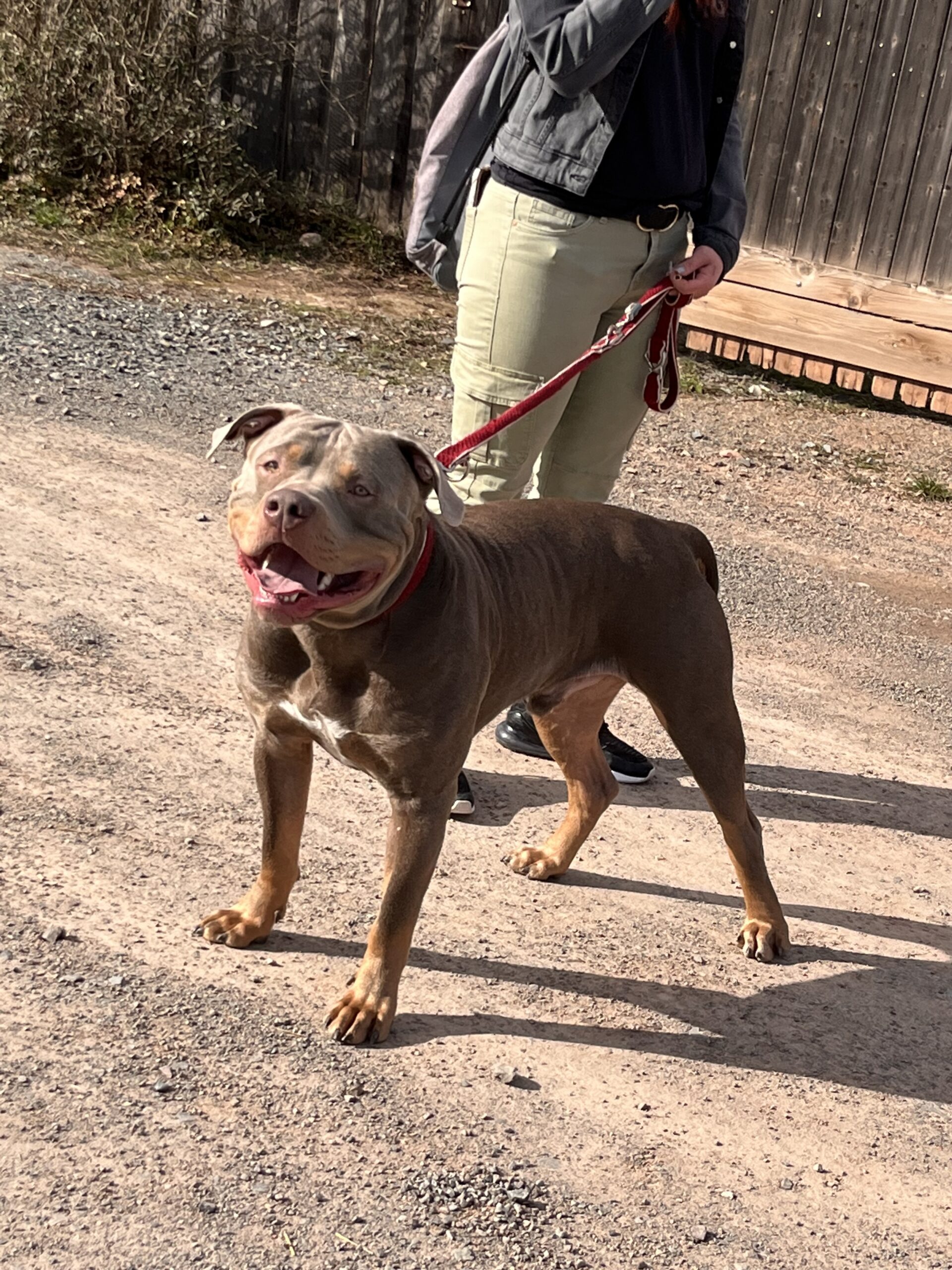Dog Featured Image