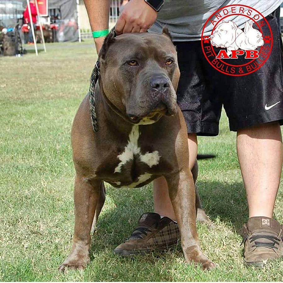 Dog Featured Image