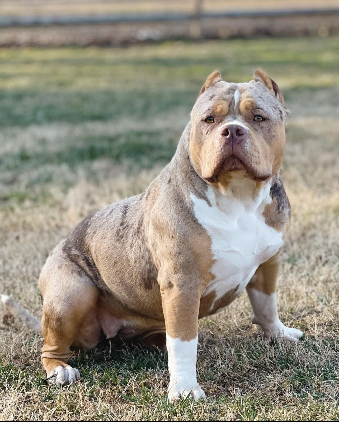 Dog Featured Image