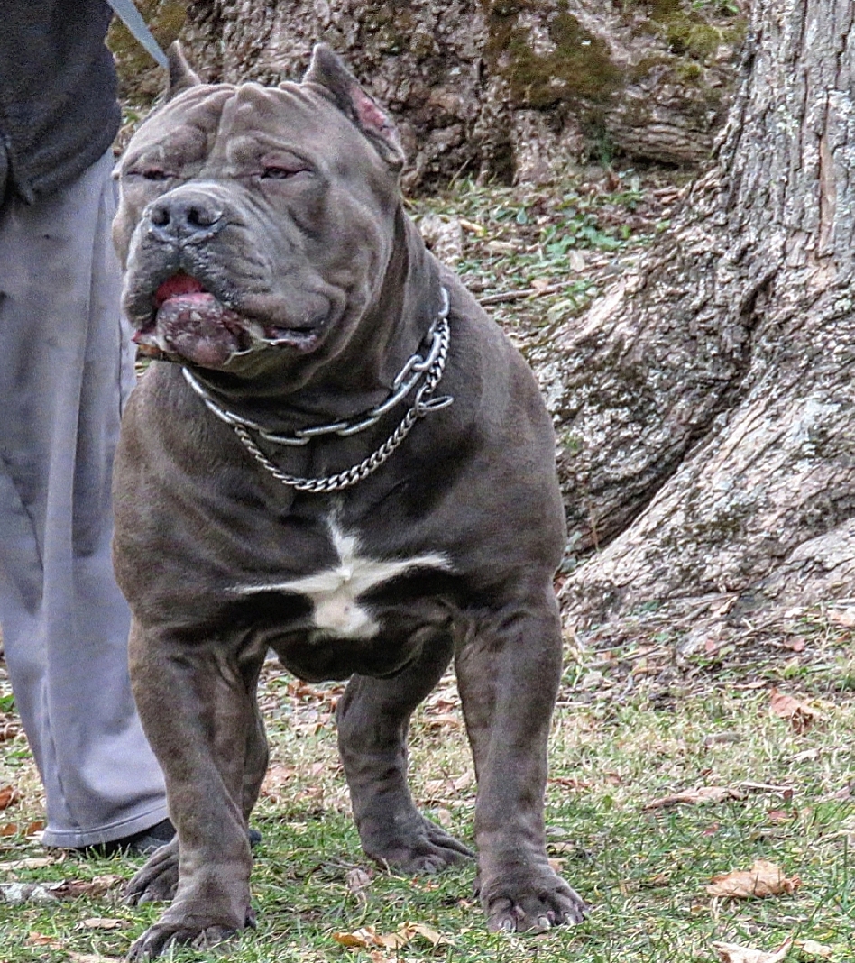 Dog Featured Image