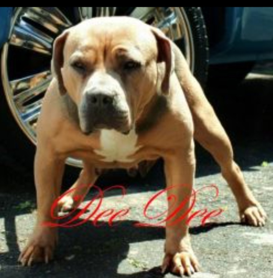 Dog Featured Image