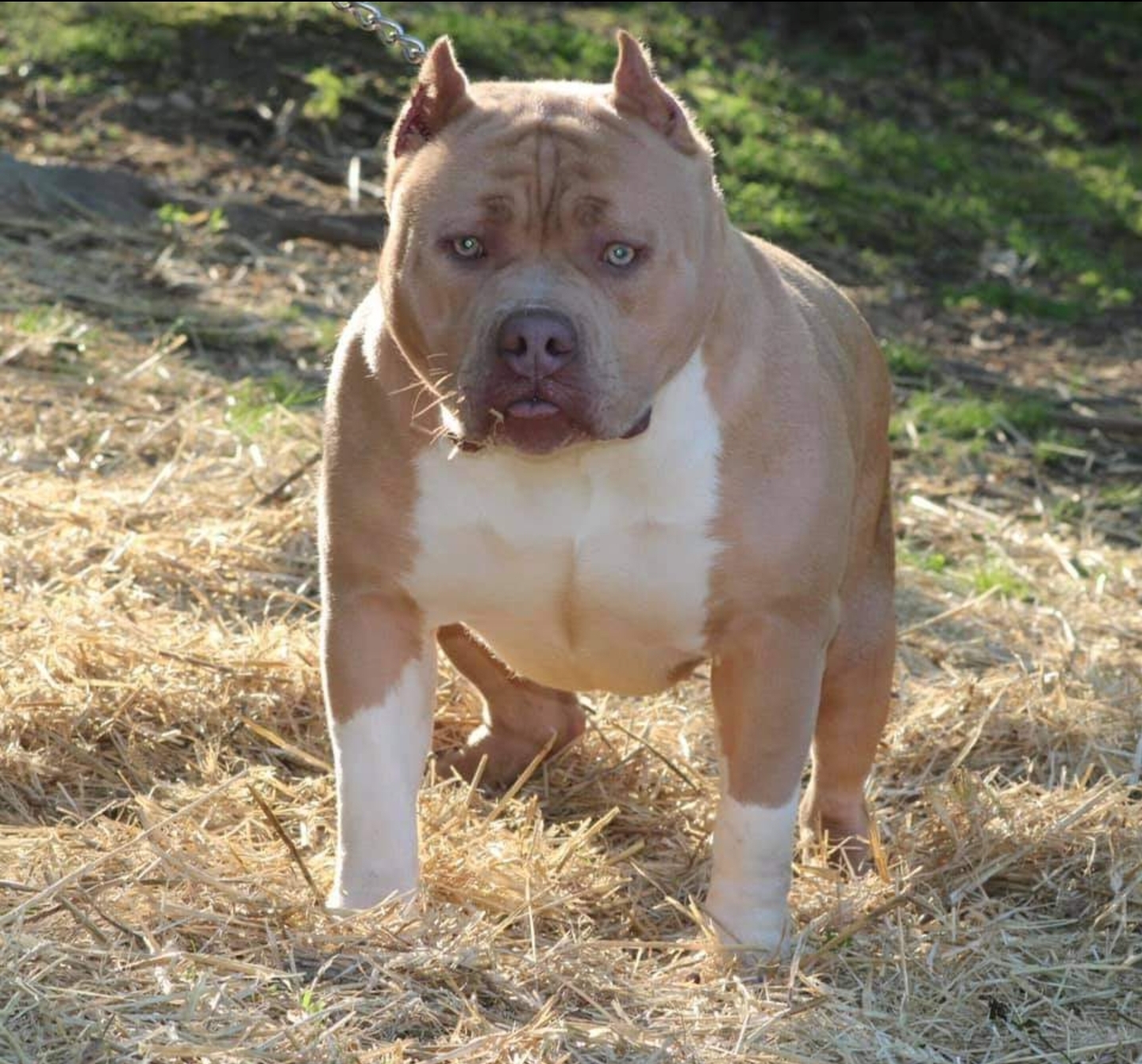 Dog Featured Image