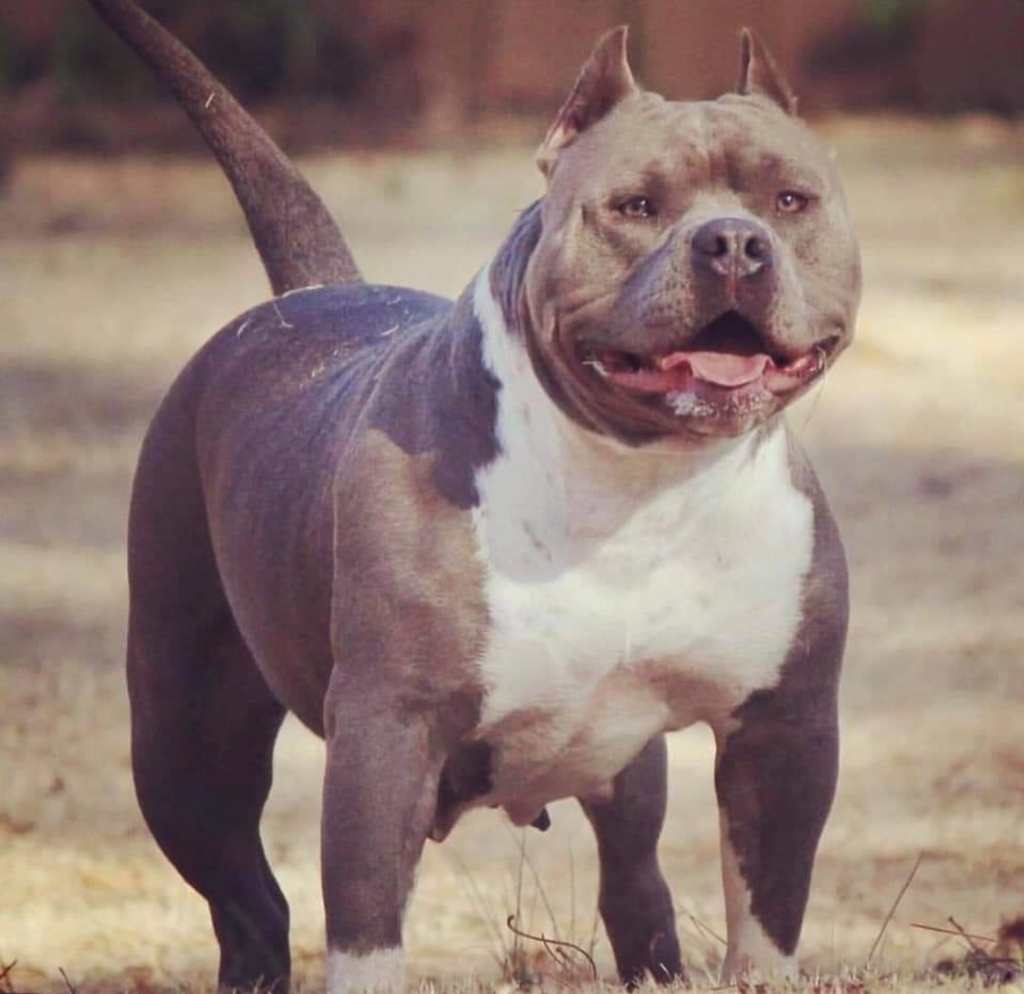Dog Featured Image
