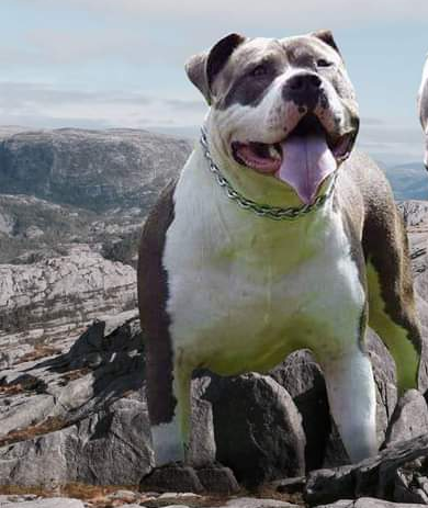 Dog Featured Image