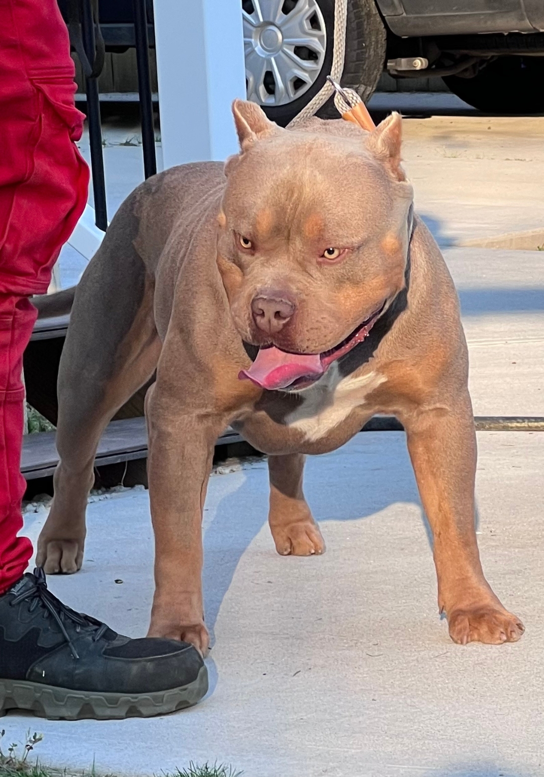 Dog Featured Image