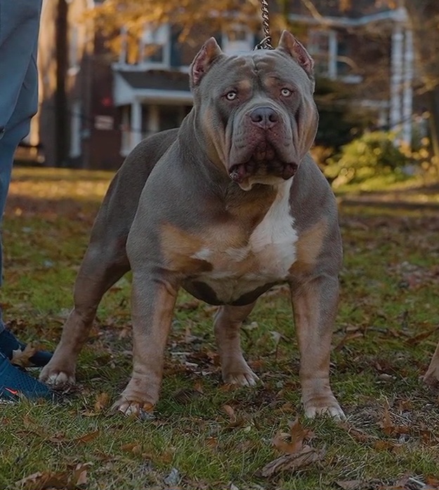 Dog Featured Image
