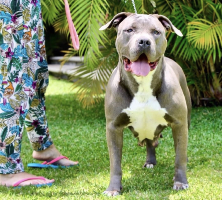 Dog Featured Image