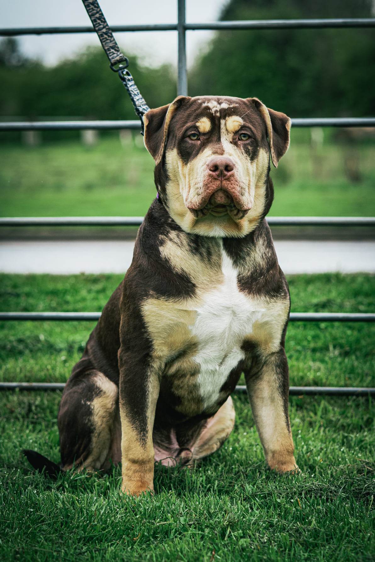 Additional Dog Image