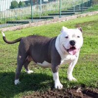 Dog Featured Image