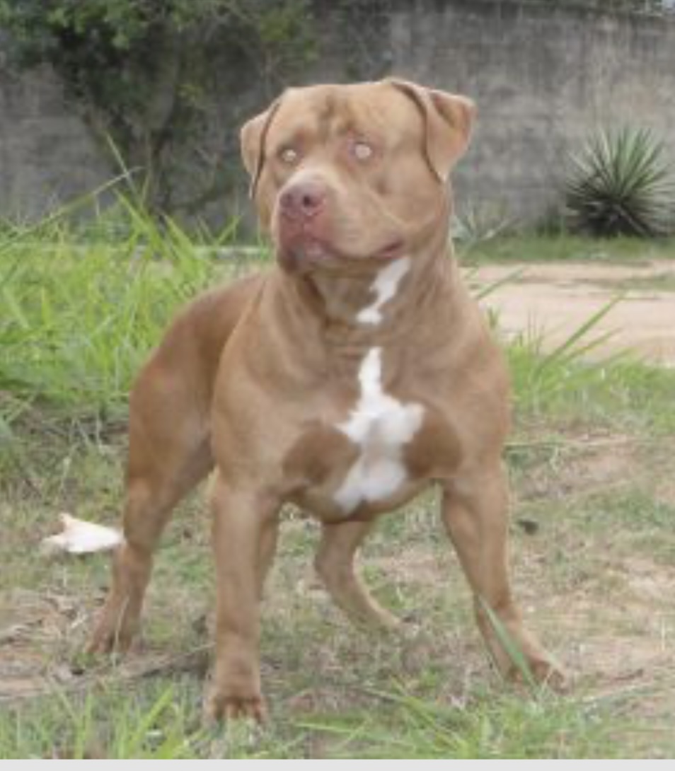 Dog Featured Image