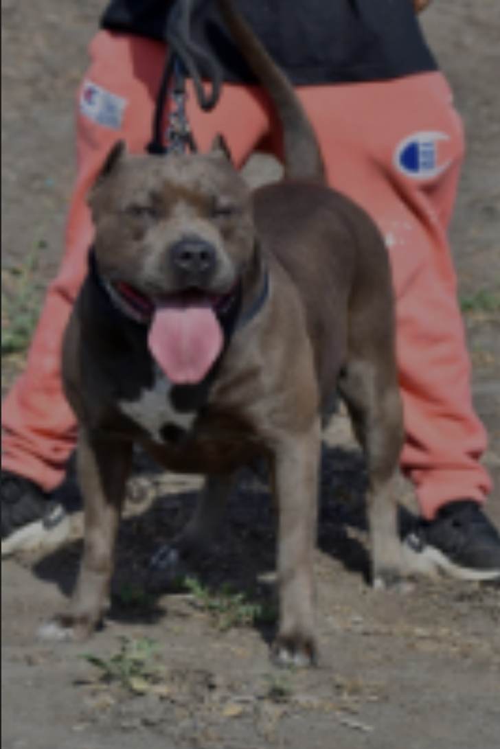 Dog Featured Image