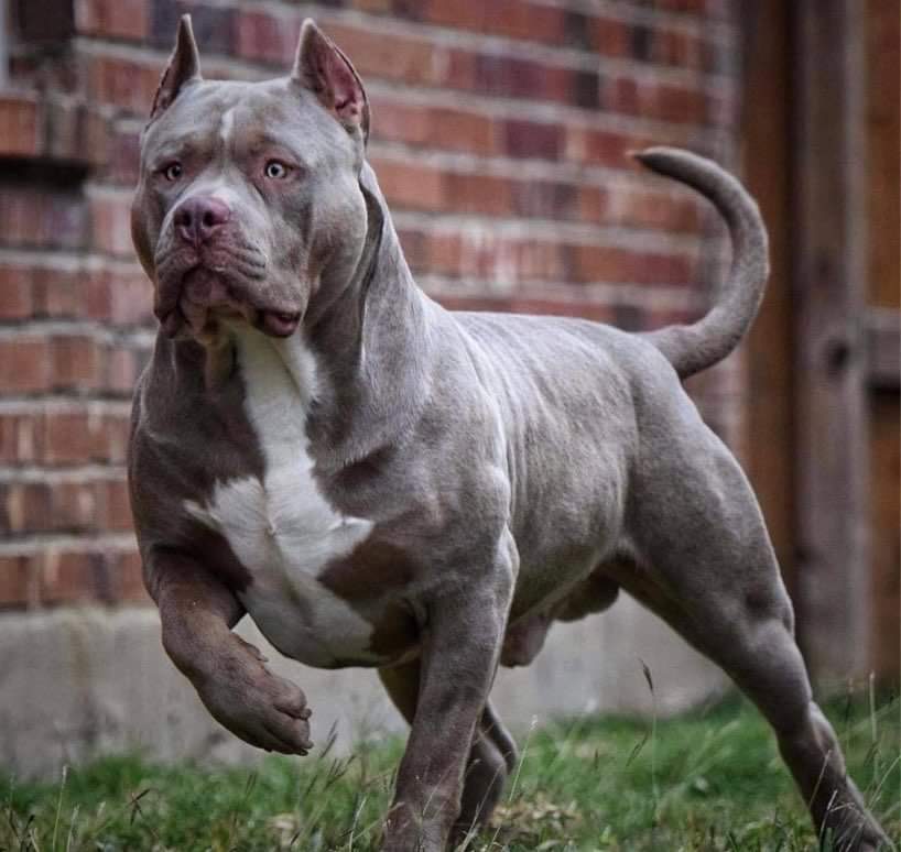 Dog Featured Image