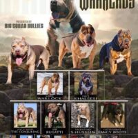 Dog Featured Image