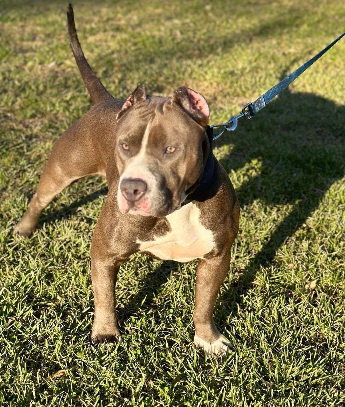 Dog Featured Image