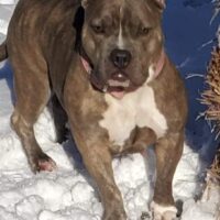 Dog Featured Image