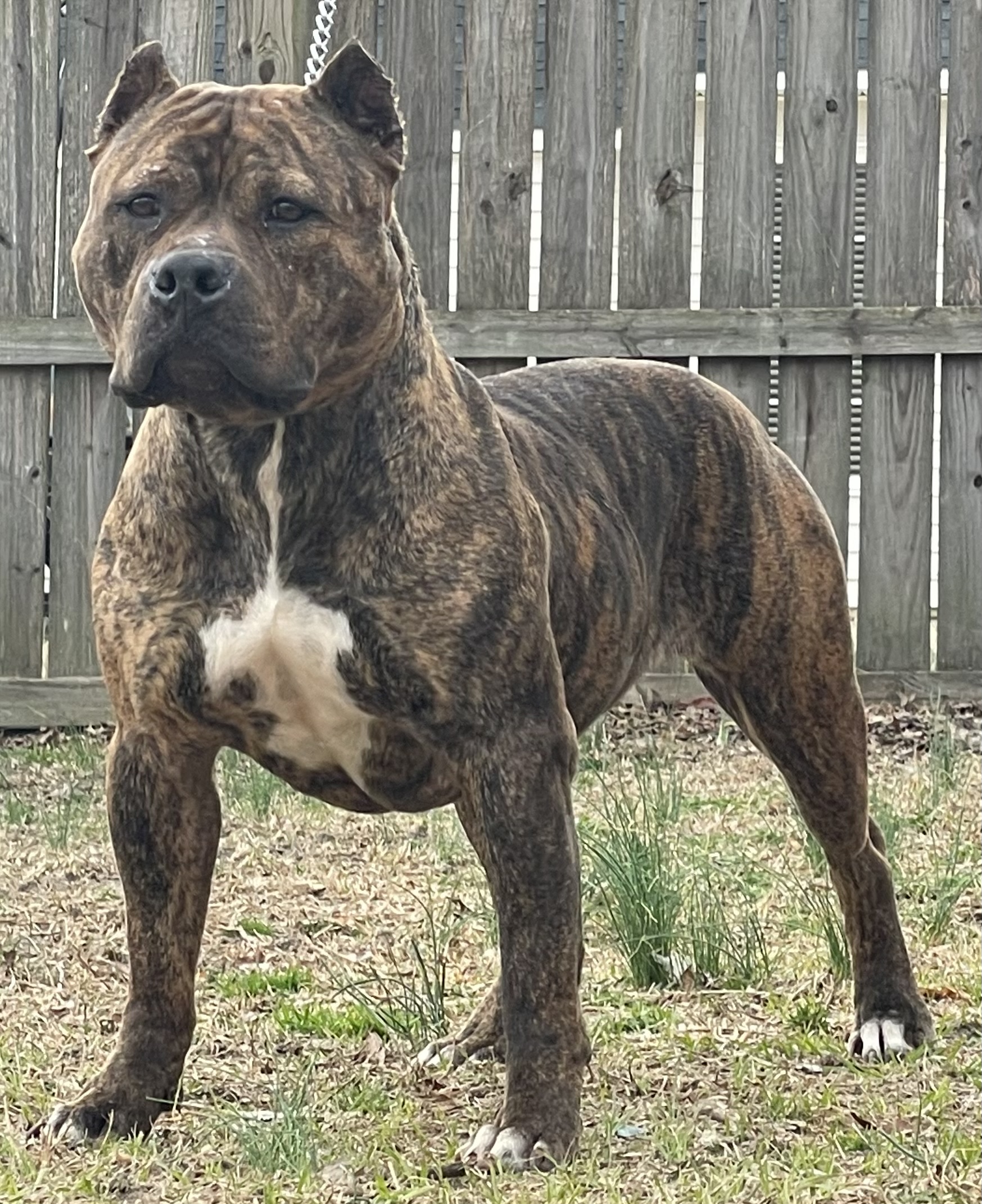 Dog Featured Image