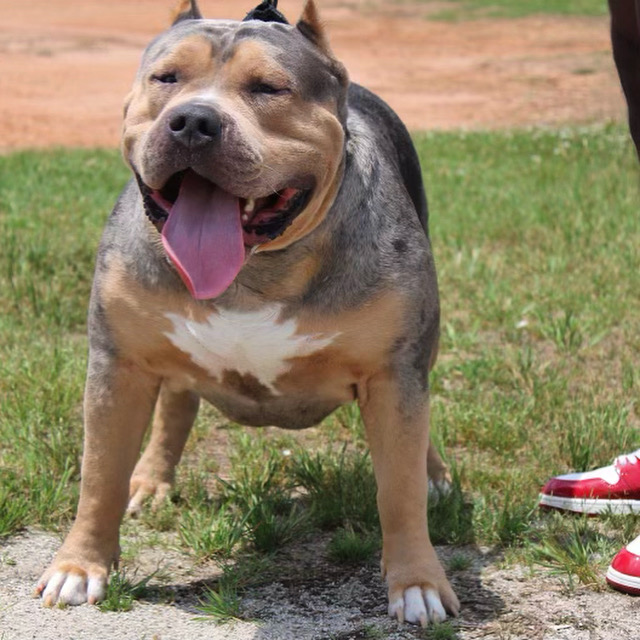 Dog Featured Image