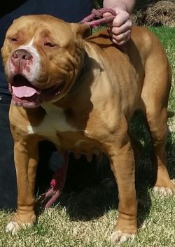 Dog Featured Image
