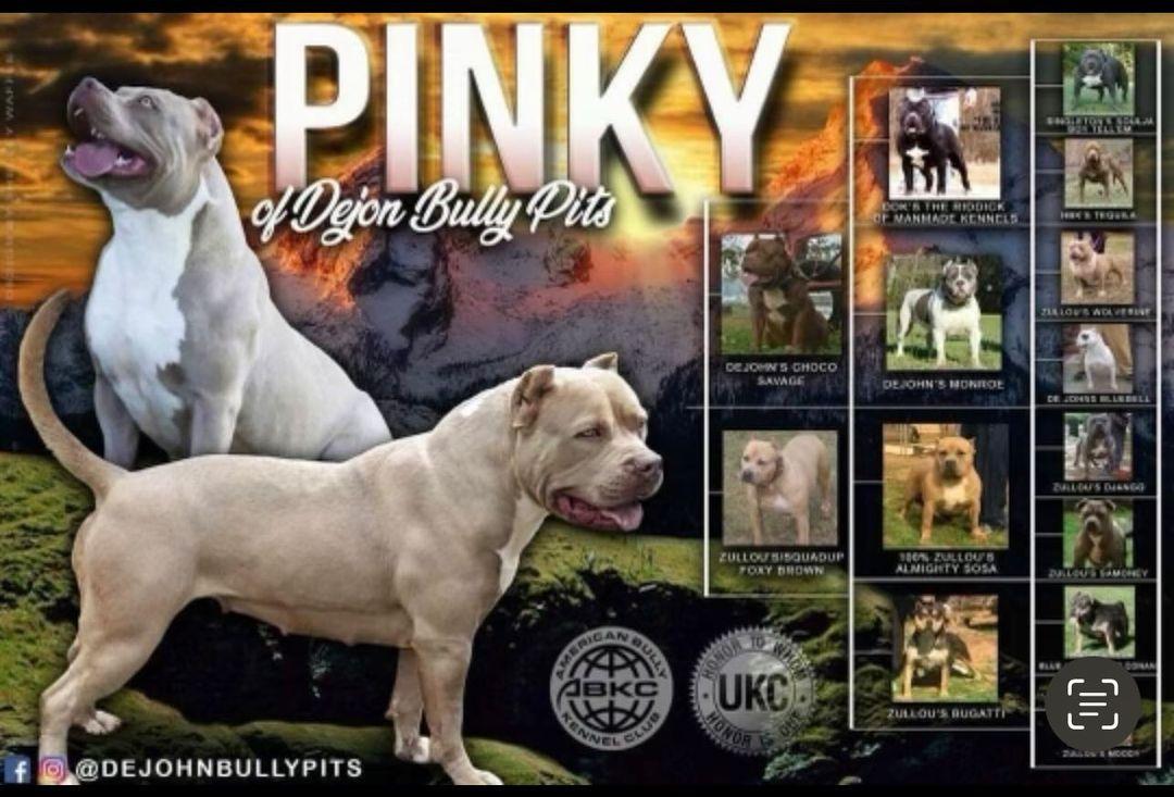 Dog Featured Image