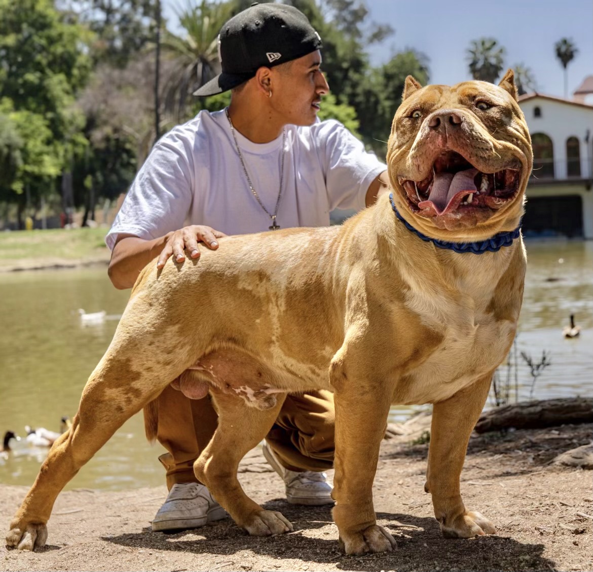 Dog Featured Image
