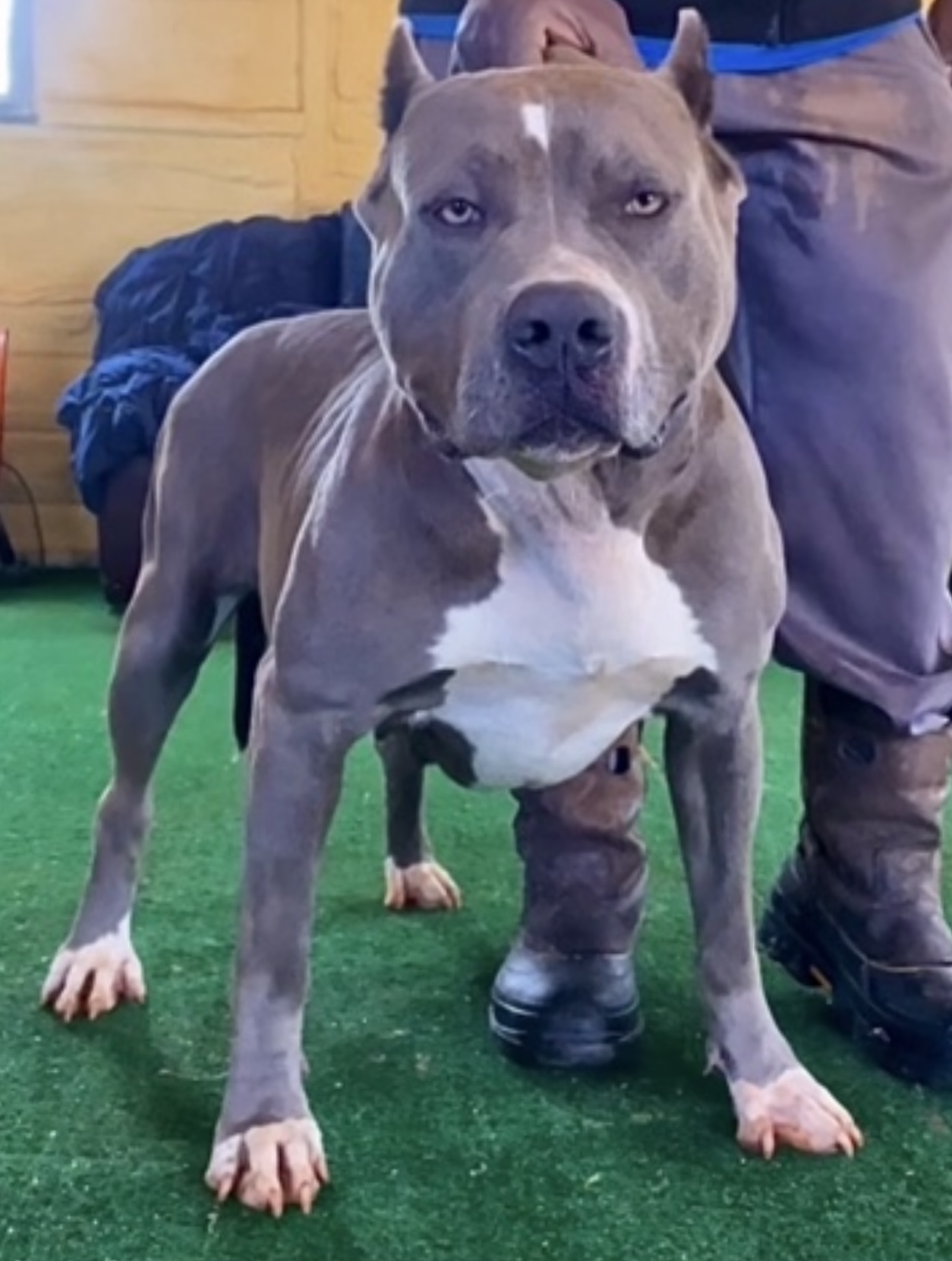 Dog Featured Image