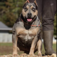Dog Featured Image