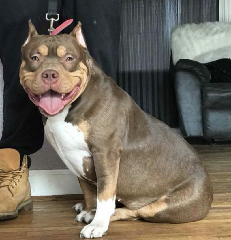 Dog Featured Image