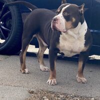 Dog Featured Image