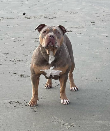 Dog Featured Image