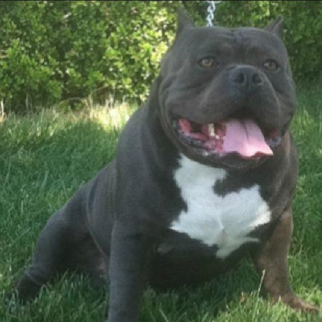 Dog Featured Image