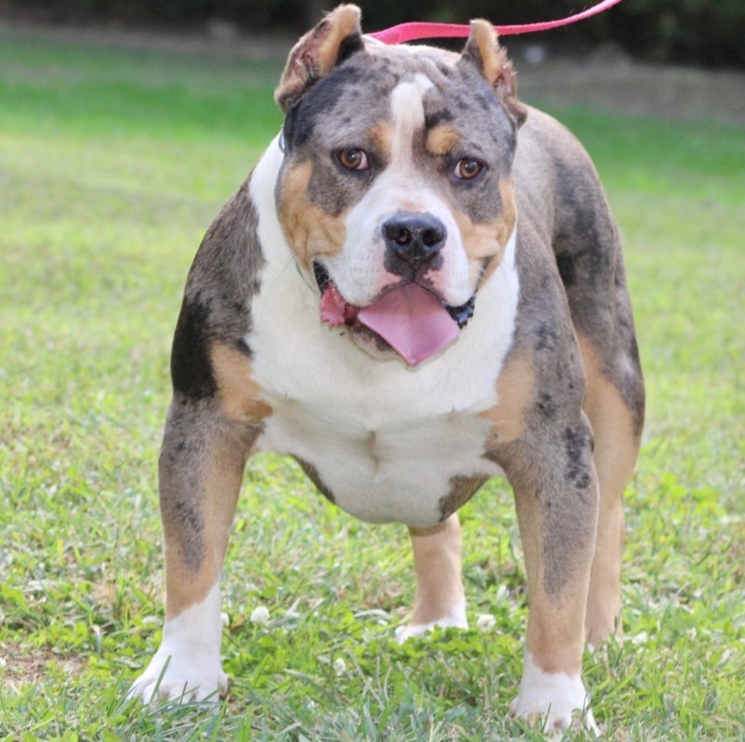 Dog Featured Image