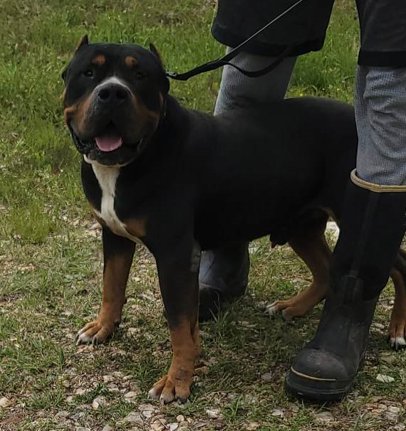 Dog Featured Image