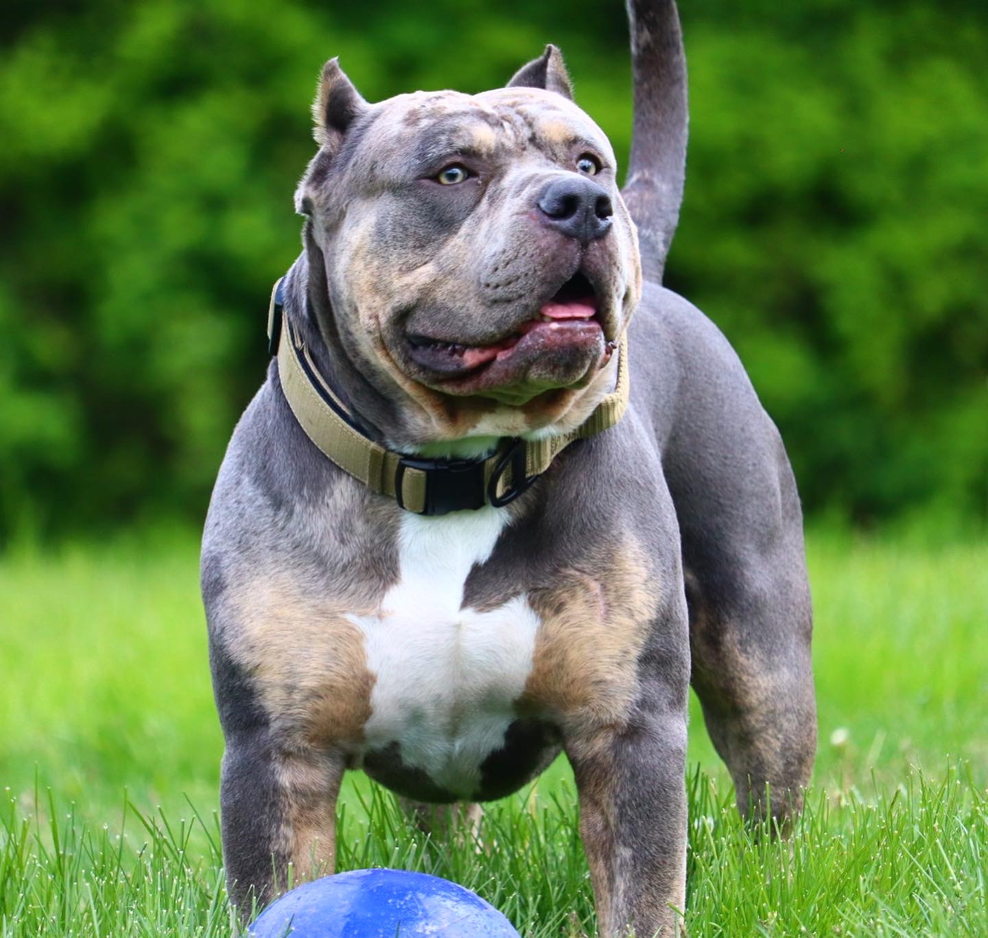 Dog Featured Image