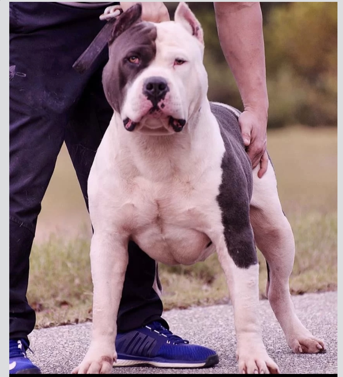Dog Featured Image