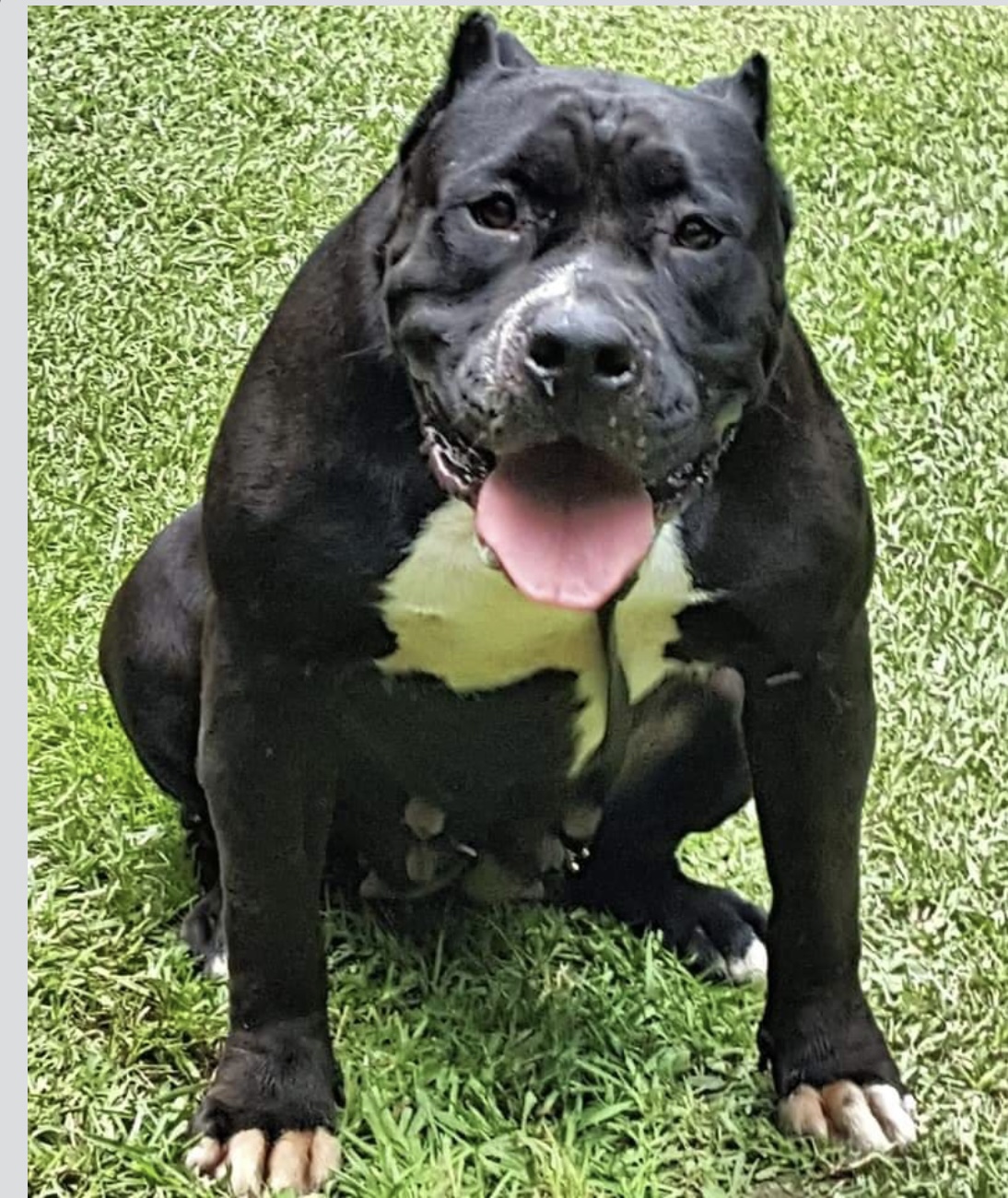 Dog Featured Image