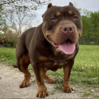 Dog Featured Image