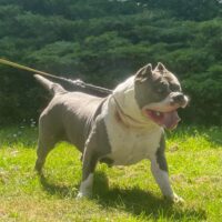 Dog Featured Image