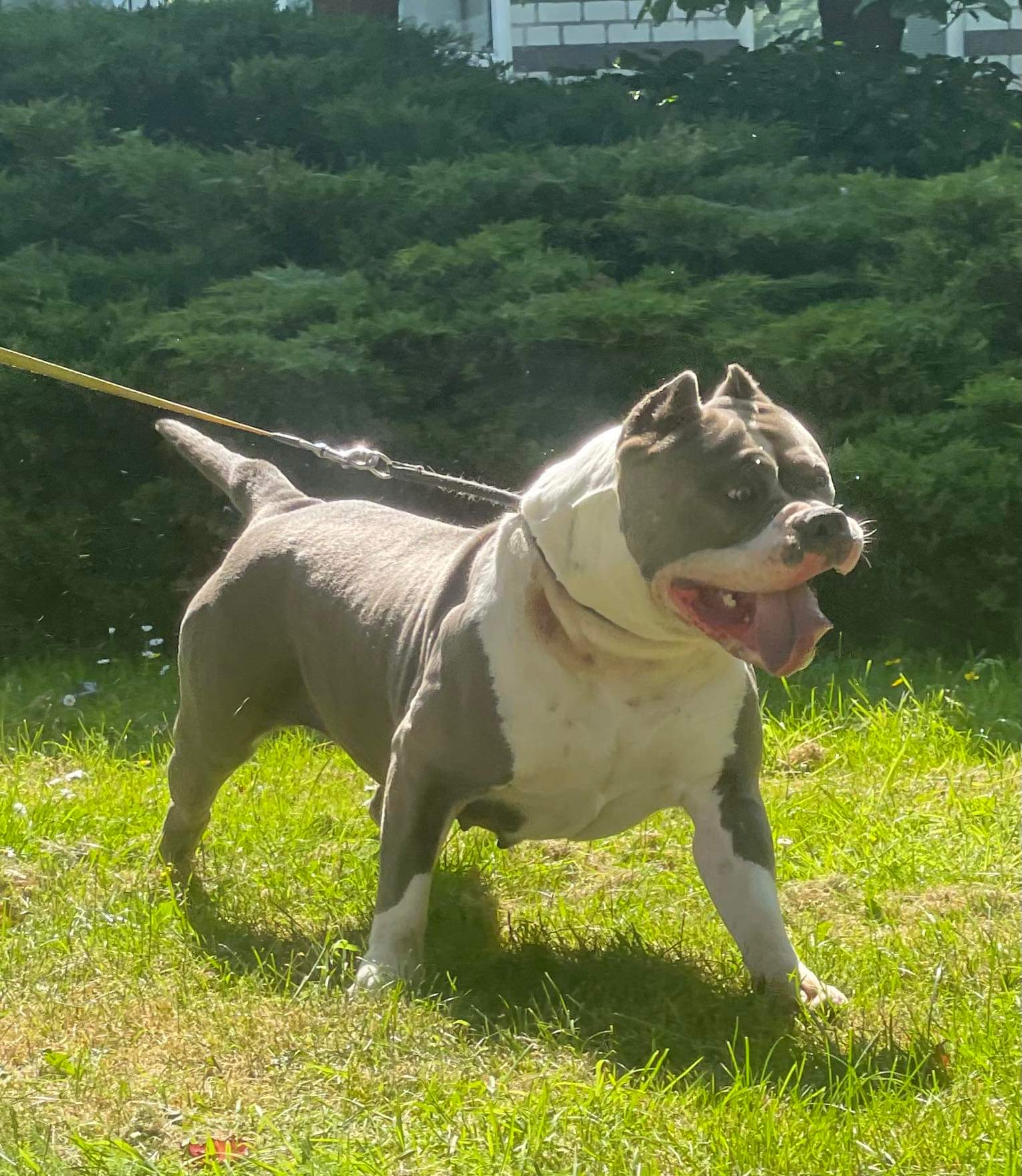 Dog Featured Image