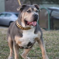 Dog Featured Image